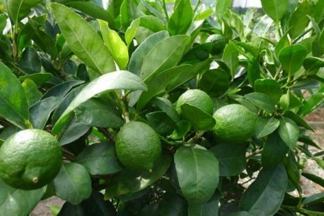 Lime Essential Oil, Lime Tree, Citrus Trees, Plants Garden, The Grove, Limes, Edible Garden, Plant Sale, Down South