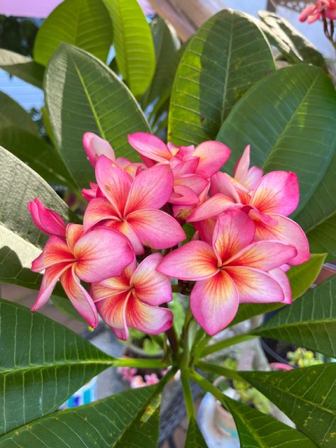 Frangipani Bouquet, Florida Flowers, Hawaii Flowers, Seaside Style, Plumeria Flowers, Nothing But Flowers, Beautiful Flowers Garden, Hawaiian Flowers, Tropical Garden