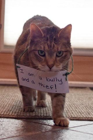 Cat Shaming | Cat Shaming: 'Just being me!': image via catshaming.tumblr.com Cat Shaming, Animal Shaming, Dog Shaming, Bad Cats, Animal Antics, Funny Cats And Dogs, Funny Cat Memes, Funny Cat Pictures, Funny Cat Videos