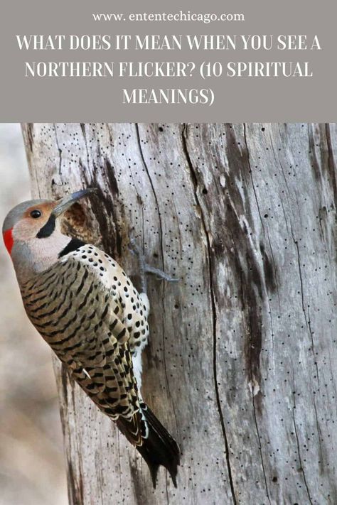 What Does It Mean When You See A Northern Flicker? (10 Spiritual Meanings) Woodpecker Feather Meaning, Northern Flicker Woodpecker, Northern Flicker Bird, Northern Flicker Tattoo, Mockingbird Meaning, Louisiana Birds, Flicker Bird, Spiritual Animals, Brave Animals