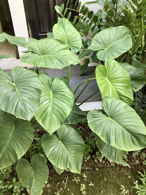 Homalomena rubescens Homalomena Plant, Homalomena Rubescens, Plant Guide, Variegated Plants, House Plants Indoor, Plant Mom, Tropical Garden, Tropical Plants, Plant Life