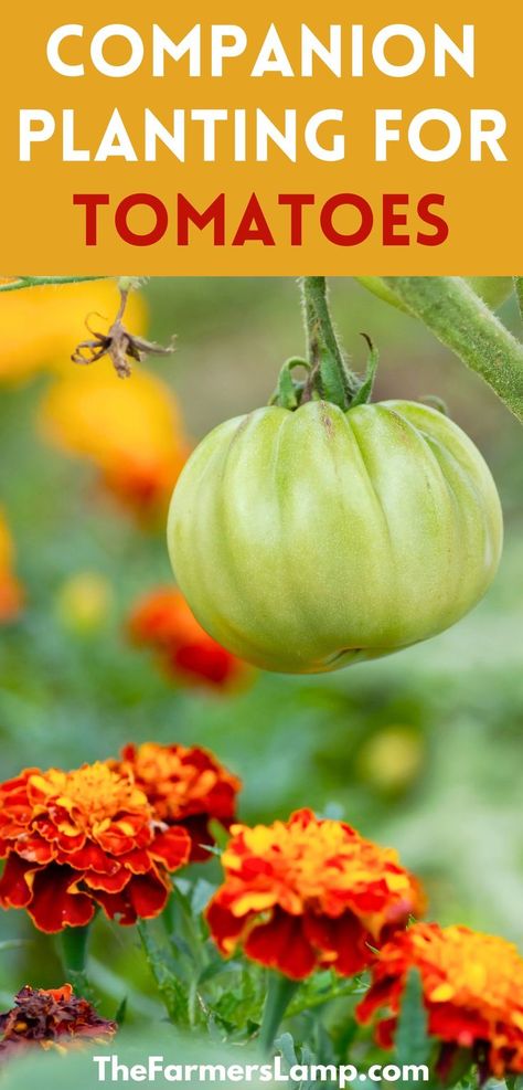 a green tomato on the vine with orange and gold marigolds growing with it for companion plants with words written on the picture that read companion planting for tomatoes the farmers lamp dot com Tomato Companion Plants, Planting Marigolds, Companion Planting Vegetables, Orchid Plant Care, Growing Tomatoes In Containers, Container Vegetables, Companion Plants, Fall Garden Vegetables, Tomato Garden