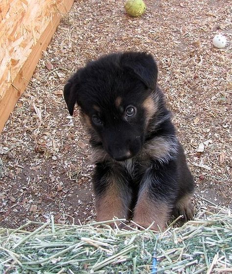 Oh my gosh, could this puppy BE any cuter?  Cute as can be GS Pup Baby German Shepherds, Fluffy Puppies, Gsd Puppies, Silly Dogs, Super Cute Animals, Shepherd Puppies, German Shepherd Puppies, Funny Cute Cats, Cute Animal Pictures