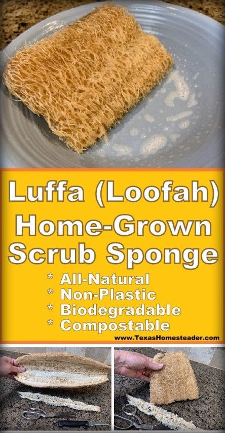 Grow & Use Your Own Luffa Scrub Sponge. ~ Texas Homesteader ~ Homemade Loofah Soap, Homesteading Inspiration, Luffa Sponge, Texas Garden, Homestead Ideas, Loofah Soap, Thrifty Thursday, Loofah Sponge, Blue Dishes