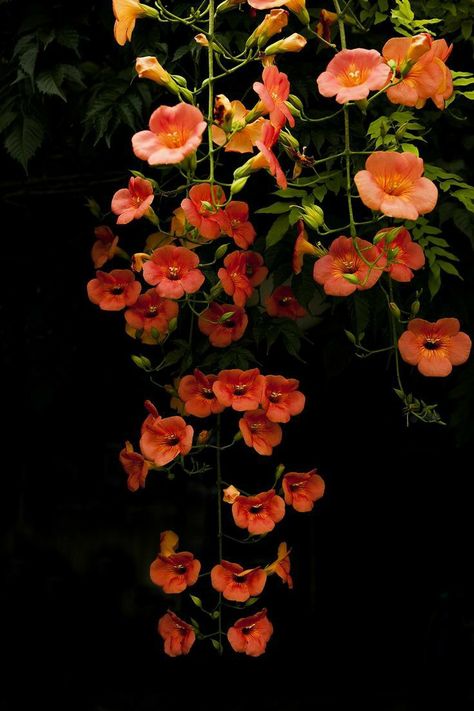 Sky Art Painting, Trumpet Vine, Instagram Profile Picture Ideas, Wall Murals Painted, Flowers Gif, Nothing But Flowers, Outdoor Plants, Art Background, Creepers