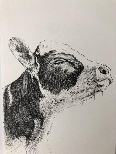 Drawings Of Cows Pencil, Art Drawings Sketches Animals, Cool Animal Drawings Sketches, Cow Pen Drawing, Cow Ink Drawing, Cow Pencil Drawings, Ink Animal Drawings, Cow Drawing Realistic, Cow Drawing Pencil