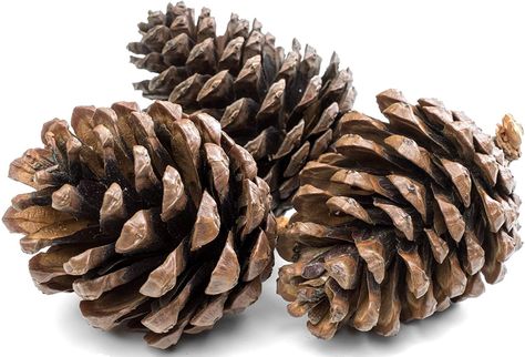 1Kg Natural Pine Cones 5 to 7cm Christmas Wreath Garlands Decoration Dried Floral Arrangements: Amazon.co.uk: Kitchen & Home Pinecone Christmas Decorations, Real Christmas Wreath, Real Christmas Wreaths, Dried Floral Arrangements, Christmas Wreath Diy, Pinecone Christmas, Natural Ornaments, Christmas Pine Cones, Christmas Wreaths & Garlands