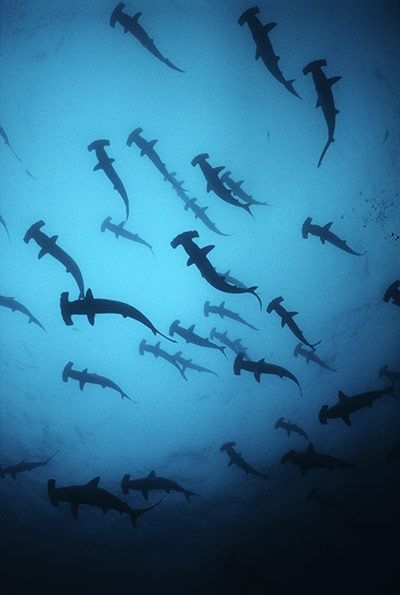 The Sea: the first wonder of the world – in pictures | Environment | The Guardian Ocean Predators, Scalloped Hammerhead, Hammerhead Sharks, Creature Marine, Swimming In The Ocean, Cocos Island, Sea Photography, Hammerhead Shark, Underwater Creatures