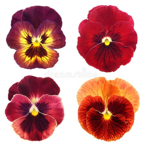 Set of red pansy royalty free stock images Pansy Tattoo, Life Crisis, Illustration Ideas, Pansies Flowers, 수채화 그림, Botanical Painting, Painting Flowers, Symbolic Tattoos, Flower Cards