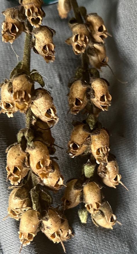 Skull heads for Halloween. Dried Snapdragon seed pods. Snapdragon Seed Pods, Dried Seed Heads, Skeleton Flower Aesthetic, Snap Dragon Floral Arrangement, Dead Plants Aesthetic, Dried Snapdragons, Gothic Flower Arrangements, Snapdragon Skull, Dried Flowers Ideas Decor