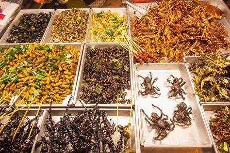 The idea may be hard to swallow, but crickets and mealworms will likely be part of our sustainable food future Bug Food, Edible Insects, Fiddlehead Ferns, Outdoor Survival Kit, Survival Techniques, Traditional Dance, Sustainable Food, Edible Plants, Bugs And Insects