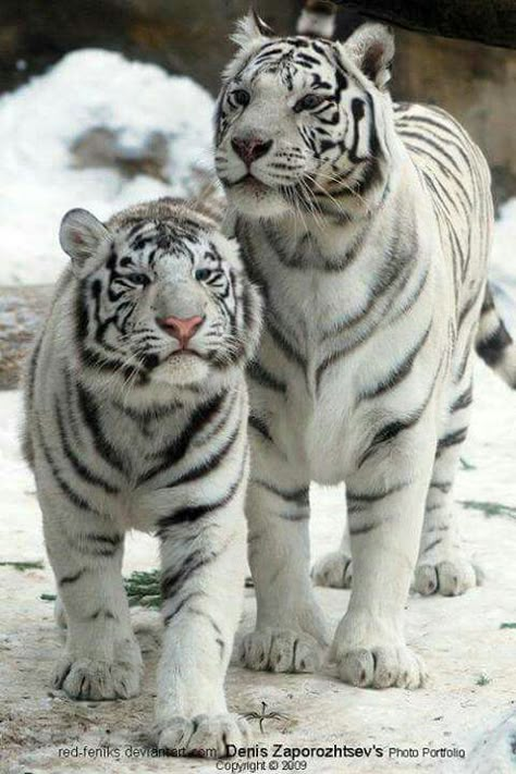 Tiger Cubs, White Tigers, Tiger Pictures, Airbrush Art, Cute Animals Images, Pretty Animals, Majestic Animals, Animal References, Silly Animals