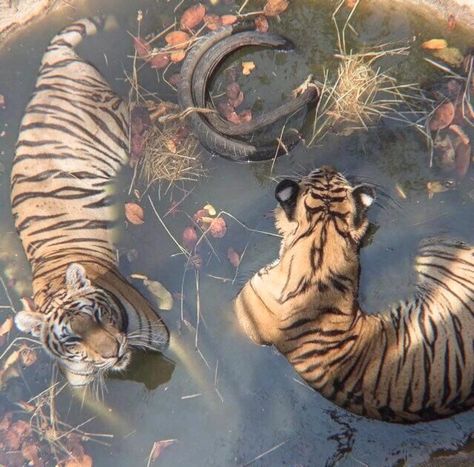 #tigers #aesthetic #shady #nature #slim #animal #theme #tiger #water  https://weheartit.com/entry/326304599 Zoo Animals, Dark Knight, 귀여운 동물, Big Cats, Beautiful Creatures, Pretty Pictures, Animal Kingdom, League Of Legends, Tigers