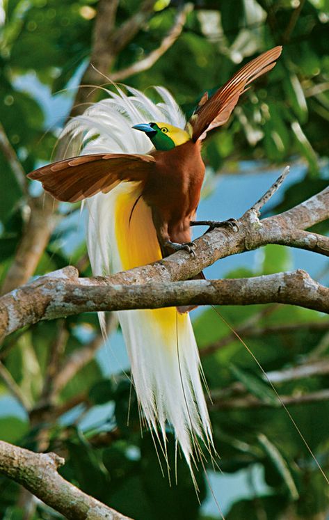 Greater Bird Of Paradise, Paradise Pictures, Forest Habitat, Most Beautiful Birds, Party Animals, Rare Birds, Bird Of Paradise, Exotic Birds, Bird Drawings