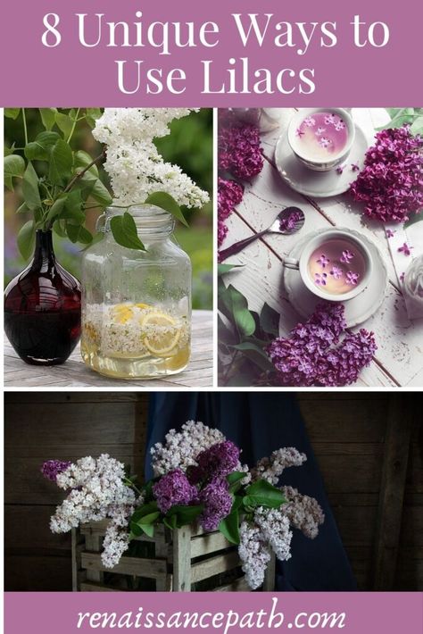 8 Unique Ways to Use Lilacs. Lilac tea, lilac tincture, lilac oil. Lilac Recipes, Common Lilac, Lilac Plant, Edible Flowers Recipes, Syringa Vulgaris, Lilac Bushes, Tone Skin, Make Tea, Herb Recipes