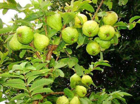 Guavas. Guava Plant, Guava Benefits, Pineapple Guava, Guava Tree, Air Layering, Guava Leaves, Guava Fruit, Guavas, Gardening Design