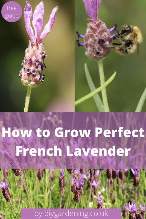 French lavender graphic French Lavender Garden, French Lavender Plant, Lavender Companion Plants, Lavender Garden, English Lavender, Diy Gardening, Lavender Plant, French Lavender, How To Grow Taller