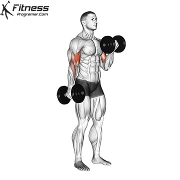 Dumbbell curl is a basic strength training exercise to build muscle and strength in the arms. Specifically, the dumbbell curl works all the muscles in the front of the arm. Biceps Exercises, Pull Day, Dumbbell Bicep Curl, Reverse Curls, Tricep Workout, Forearm Workout, Dumbbell Curls, Gym Workout Guide, Workout Program Gym