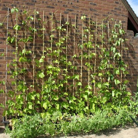 Harvesttotable.com on Instagram: “Portable Bean Wall This portable bean wall is growing against the house on a concrete pad. Scarlet runner beans are climbing 8-foot (2.4m)…” Bean Garden, Scarlet Runner Beans, Growing Beans, Canning Kitchen, Concrete Pad, Runner Beans, Garden Wall, Scarlet, Climbing