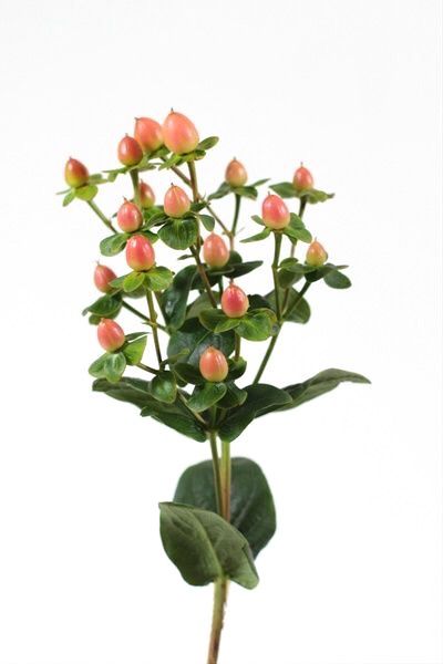 Hypericum Berries Pippas Wedding, Filler Flowers, Flower Identification, Hypericum Berries, Bulk Wedding Flowers, Gum Paste Flowers, Flower Care, Peach Flowers, Clay Flowers