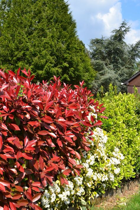 Colourful shrubs can easily transform an average green garden hedge into something far more exciting 💚 Just have a look at this one - variegated Japanese Spindle 'Elegantissimus Aureus' mixed with green Oval-Leaf Privet, a flowering shrub and Photinia 'Red Robin'. Would you like a hedge like this for your own garden? Photinia Red Robin Hedge, Mixed Hedge, Red Robin Hedge, Red Leaf Plant, Backyard Bed, Sunny Backyard, Hillside Gardening, Photinia Red Robin, Laurel Hedge