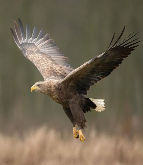 White Tailed Sea Eagle, German Animals, British Birds Of Prey, White Tailed Eagle, German Eagle, Raptors Bird, Eagle Flying, Eagle Drawing, Sea Eagle