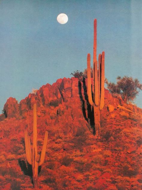 The Sky, The Moon, Cactus, Moon