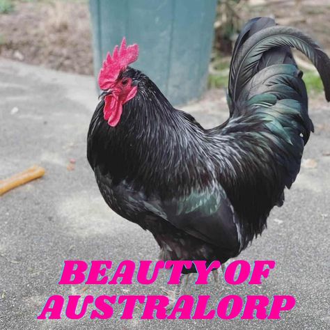 Australorp Hen Java Chicken, Australorp Chicken, Wyandotte Chicken, Chicken Brooder, Raising Chicks, Chicken Feeders, Chicken Life, Common Birds, Keeping Chickens