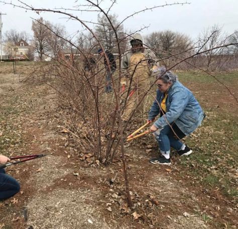 Pruning Blackberries, Blackberry Tree, Pruning Raspberries, Raspberry Bushes, Thorny Bushes, Picking Berries, Blackberry Bramble, Blackberry Plants, Blackberry Bush