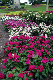 Heat Tolerant Plants, Vinca Minor, Balinese Garden, Modern Backyard Landscaping, Starting Seeds Indoors, Annual Flowers, Container Flowers, Plant Needs, Shade Garden