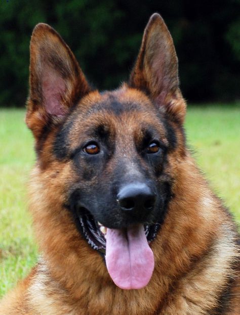 harrisonk9.com #germanshepherd #gsd #harrisonk9 #guarddog #securitydog #familyprotection #security #dog Jarman Safed Dog, German Shepherd Photos, Protect Family, Dog Rocks, Shepherd Dogs, Guard Dogs, German Shepherds, German Shepherd Dogs, Dog House