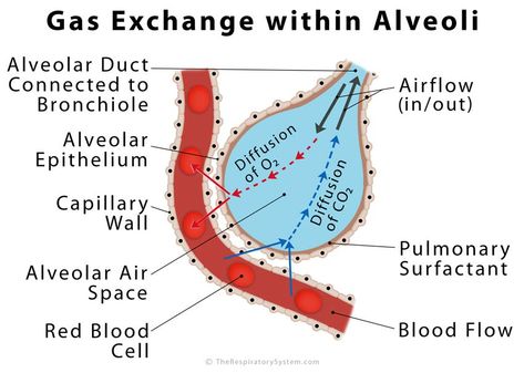 Gas Exchange Notes, Gas Exchange Respiratory System, Alveoli Diagram, Gas Exchange Nursing, Bio Diagrams, Advanced Pathophysiology, What Is Intelligence, Gas Exchange, Lung Anatomy