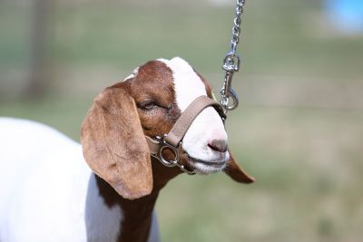 Goat Halter, Showing Livestock, Tractor Supplies, Tractor Supply, First Class, Tractor, Crossfit, Goats, Customer Service