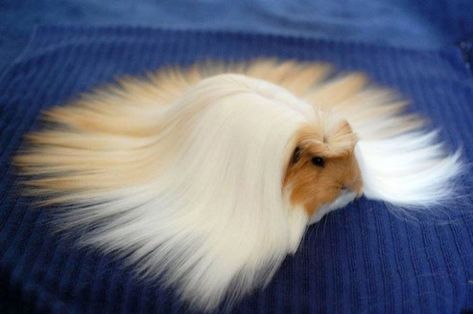 Bad Hair Day? These Guinea Pigs Have The Most Magnificent Hair Ever - I Can Has Cheezburger? Peruvian Guinea Pig, Majestic Hair, Pig Gif, Guinea Pigs Funny, Baby Guinea Pigs, Pet Guinea Pigs, Cute Guinea Pigs, Forest Cat, Norwegian Forest Cat