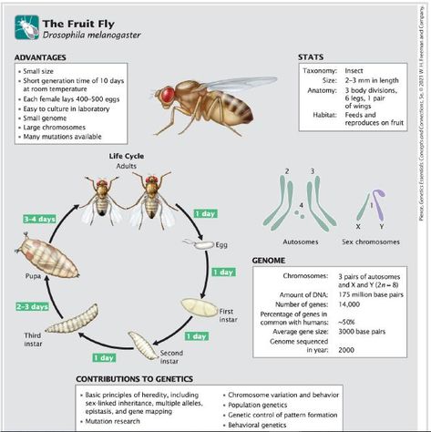 Drosophila melanogaster is a model genetic organism👇 📎Drosophila melanogaster, commonly known as the fruit fly, is a widely used model organism in genetics and developmental biology. Its advantages include a relatively short life cycle, a small genome, and ease of cultivation. 📎Researchers have utilized Drosophila to study various biological processes, including heredity, gene function, and development, making significant contributions to our understanding of genetics, evolution, and diseas... Entamoeba Histolytica Life Cycle, Data Science Life Cycle, Genetics And Heredity Notes, Genetics And Evolution Notes, The Carbon Cycle, Cycle Stages, Drosophila Melanogaster, Fruit Fly, Fruit Flies