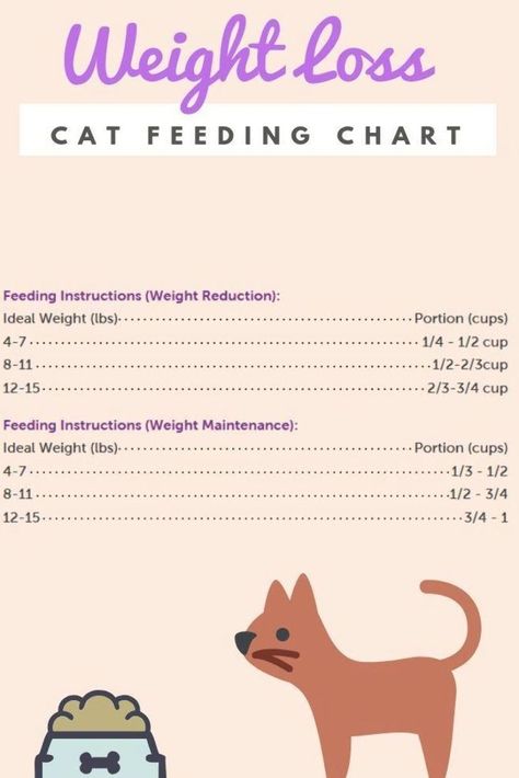 Cat Feeding Chart, Cat Diet Plan, Cat Feeding Schedule, Things Dogs Cant Eat, Healthy Cat Food, Getting A Kitten, Cat Diet, Best Cat Food, Cat Health Care