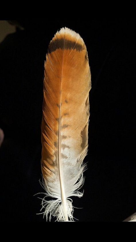 Red tail hawk Red Hawk Feather, Red Tailed Hawk Feather, Redtail Hawk Feather Tattoo, Red Tailed Hawk Feather Tattoo, Red Tailed Hawk Tattoo, Red Tail Hawk Feathers, Feather Identification, Hawk Feather, Feather Photo