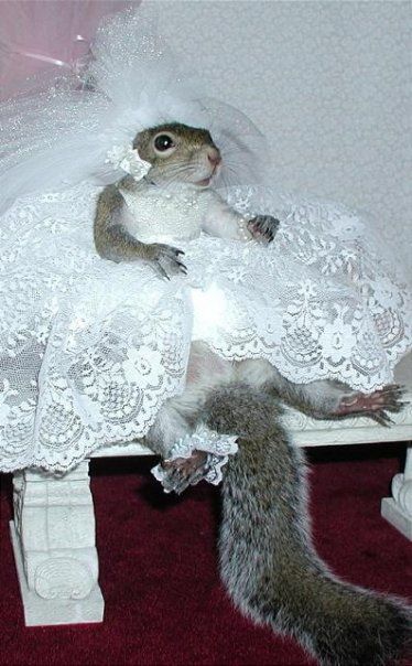 Option One: This squirrel is getting married. What would a squirrel wedding be like? What kind of cake would be served? Food? Who would be invited, and where would the ceremony take place?     Option Two: "Esmeralda was nervous. Everyone says she was to young to get married, and what if they were right? What is he wasn't the right squirrel for her? Was this marriage a good idea? She could feel the sweat matting her fur and making her white wedding dress stick to her....." finish the story. Sugar Bush, Squirrel Pictures, Prairie Dogs, Squirrel Art, Squirrel Funny, Cute Squirrel, A Squirrel, Silly Animals, Arte Animal