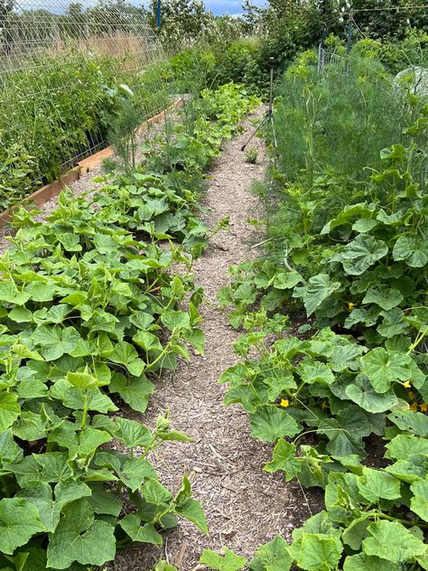 No Till Gardening For A Low-Maintenance Garden No Till Gardening, Cucumber Seedlings, Types Of Mulch, Organic Mulch, Thriving Garden, Natural Structures, Market Garden, Plant Covers, Crop Rotation