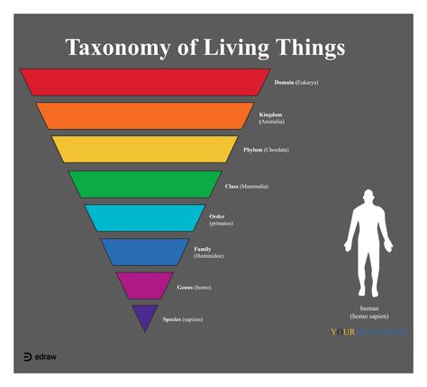 Taxonomy of Living Things | EdrawMax Editable Template Taxonomic Classification, Plant Classification, Organization Chart, Venn Diagram, Living Things, School Notes, Visual Content, Business Strategy, Editable Template