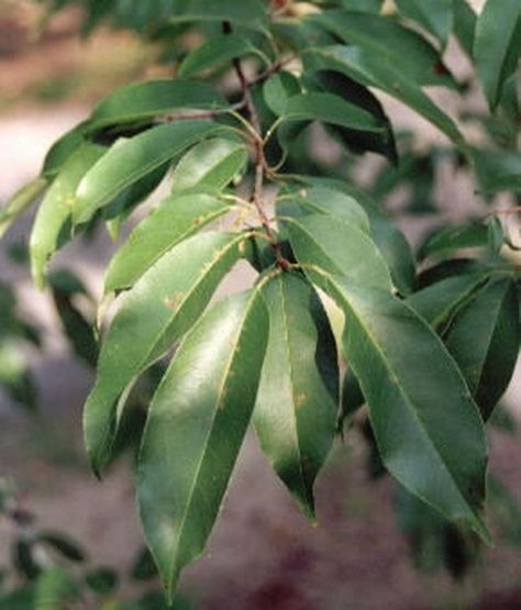 Black Cherry Black Cherry Tree, Cherry Plant, Cherry Leaf, Cherry Bark, Tree Identification, Rural Living, Side Tattoos, Plant Identification, Cherry Tree