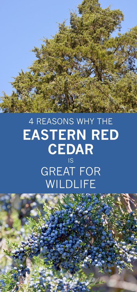 Eastern Red Cedar Tree Landscaping, Ceder Tree, Eastern Red Cedar Tree, Blackland Prairie, Island Landscaping, Wax Wings, Red Cedar Tree, Drought Tolerant Landscape Front Yard, Juniperus Virginiana