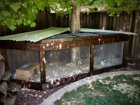 Outdoor Bunny Enclosure Winter, Diy Outdoor Bunny Enclosure, Bunny Outdoor Enclosure, Bunny Pen Outdoor, Bunny Enclosure Outdoor, Diy Bunny Cage Outdoor, Outside Bunny Enclosure, Bunny Hutch Diy Outdoor, Outdoor Bunny Enclosure