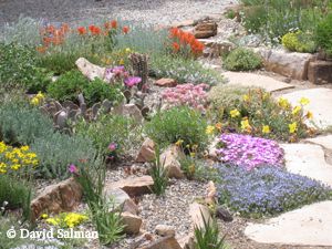 Rock gardens can feature a wide variety of xeric plants Small Rock Garden Ideas, Rockery Garden, Provence Garden, Waterwise Garden, Rock Garden Plants, Rock Garden Design, Garden Floor, Rock Garden Landscaping, Garden Types