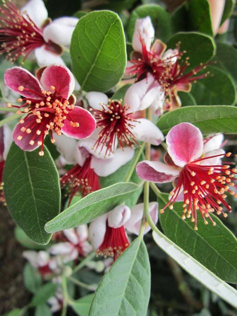 Photo by Head Gardener Amy Graham. It's an Acca sellowiana (pineapple guava), a flowering tree. Native to South America, they are also found as ornamentals in Southern gardens. Guava Flower, Guava Painting, Guava Tree Illustration, Guava Tree Care How To Grow, Pink Guava Tree, Pineapple Guava Tree, Salvadora Persica Trees, Arizona Plants, Pineapple Guava