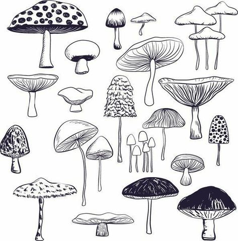 Different Kinds Of Mushrooms, Kinds Of Mushrooms, Mushroom Drawing, Line Art Drawing, Poster Size Prints, Mushroom Art, Different Kinds, Line Art Drawings, Free Vector Art