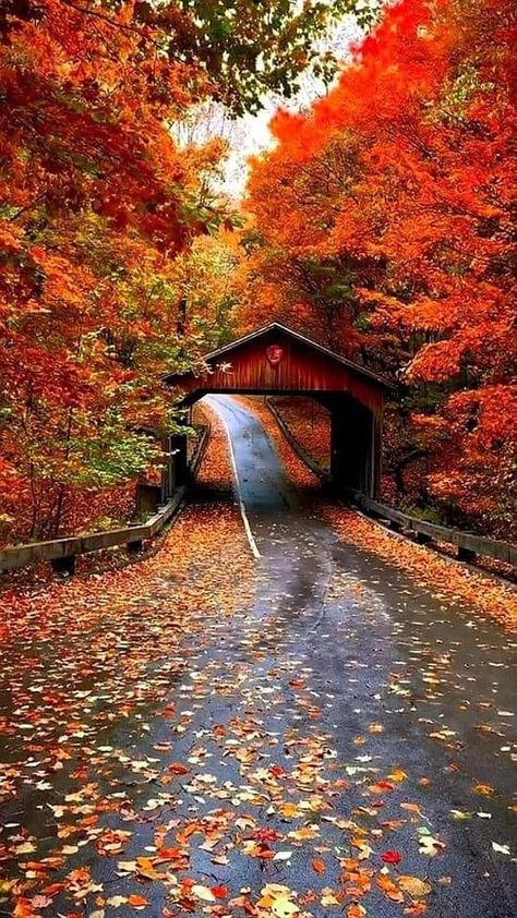 Fall Apple Orchard, Fall Cabin, Free Fall Wallpaper, Autumn Wallpaper, Fall Beauty, Autumn Magic, Fall Country, Autumn Morning, Covered Bridge