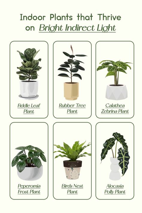 Let's break it down a little and see which plants can thrive on bright indirect light. #BriteProducts #LEDgrowlights #growlights #indoorplants #plants #indoorgardening Bright Direct Light Plants, Bright Light Plants Indoor, Bright Indirect Light Plants, Medium Light Plants Indoor, Direct Light House Plants, High Light Plants Indoor, Best Indoor Plants For Low Light, Indirect Light Plants, Bright Light Plants