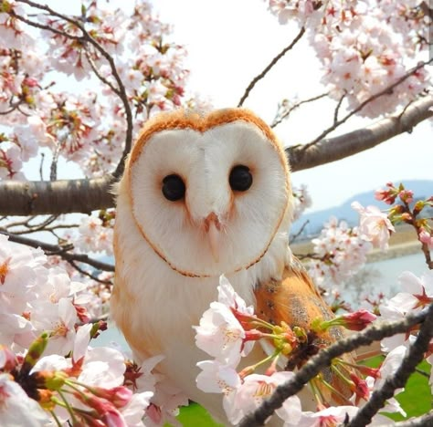 barn owls are my aesthetic and nobody can tell me otherwise Cute Owl Aesthetic, Owl Aesthetic Cute, Barn Owl Aesthetic, Owls Aesthetic, Aesthetic Owl, Owl Aesthetic, Owls Cute, Owl Cute, Owl Photography