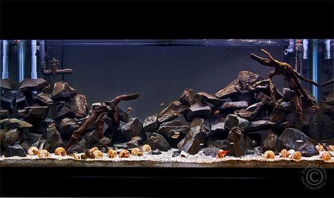 Interesting Hardscape by Joshua Powell  55g Tanganyikan Rift Lake Tank Chiclids Tank Ideas, Rock Scape, Hardscape Aquarium, African Cichlid Tank, Cichlid Tank, African Cichlid Aquarium, Biotope Aquarium, Cichlid Aquarium, Aquarium Driftwood